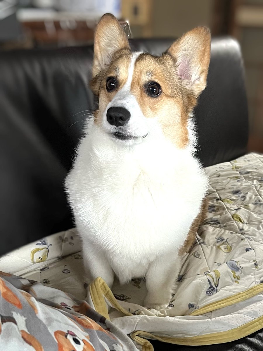 sue3_sue2's tweet photo. おはコーギー🐾 https://t.co/ZxPi1N6Lt1