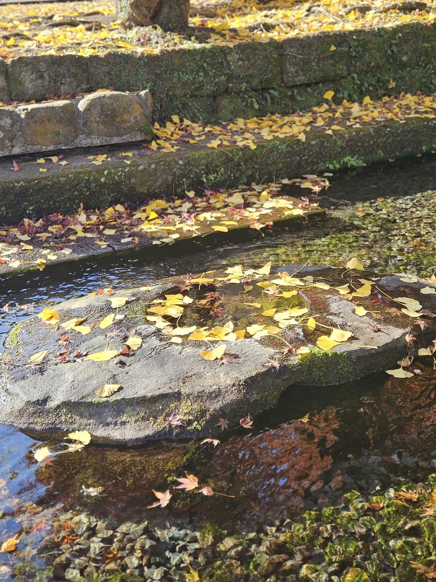 IROIRO_Eileen's tweet photo. 鹿児島・南九州市「清水湧水」へ。
冷たく澄んだ湧き水を汲みながら、目の前にはのどかな景色。
「水を持ち帰るため」に立ち寄ったのに、気づけば景色まで楽しんでいました。
🎞️https://t.co/LYQToxUqhO
#鹿児島 #南九州市 #清水湧水 #湧水 #名水 #鹿児島観光 #IROIRO https://t.co/CtwRSQ6J5X