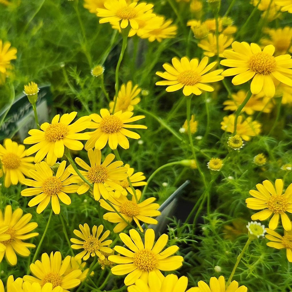 engeinet's tweet photo. かわいらしい黄色い花が咲き続ける💛ダールベルグデージー。鮮やかな黄色の小花が、秋まで次々と開花✨ふんわりとした繊細な葉との組み合わせも美しく、花壇や鉢植え、寄せ植えを明るく彩ります🌿お庭やベランダに、かわいい黄色の花を取り入れてみませんか😊H
https://t.co/lGa2y6RgQv https://t.co/8S24UMgi8X