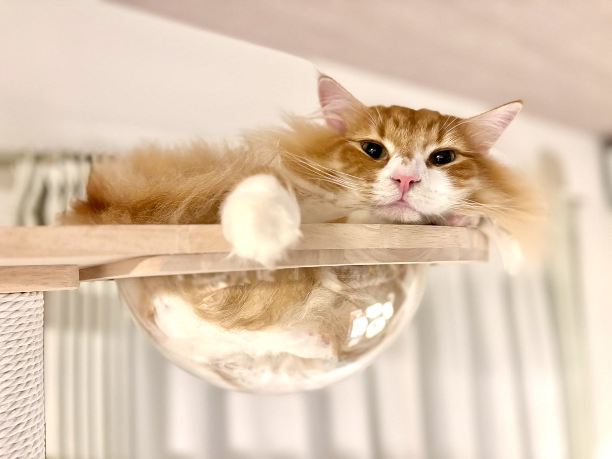そして最後は弊社のコーニャンたちだニャン😉🐈 みのるにゃん、すぐる