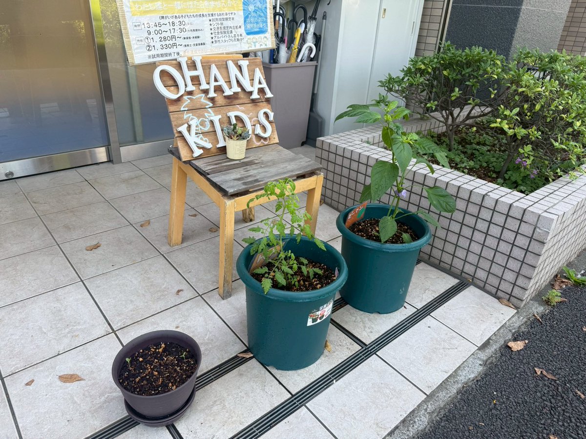 OHANAKIDS187784's tweet photo. 栽培活動
ピーマン
トマト
朝、マンションの影になり
陽があたらない
それでも午後には陽があたり始めて
すくすくと育っている
#OHANAKIDS #大泉学園 #栽培 #太陽 #影 https://t.co/ZXWoSXuw7w