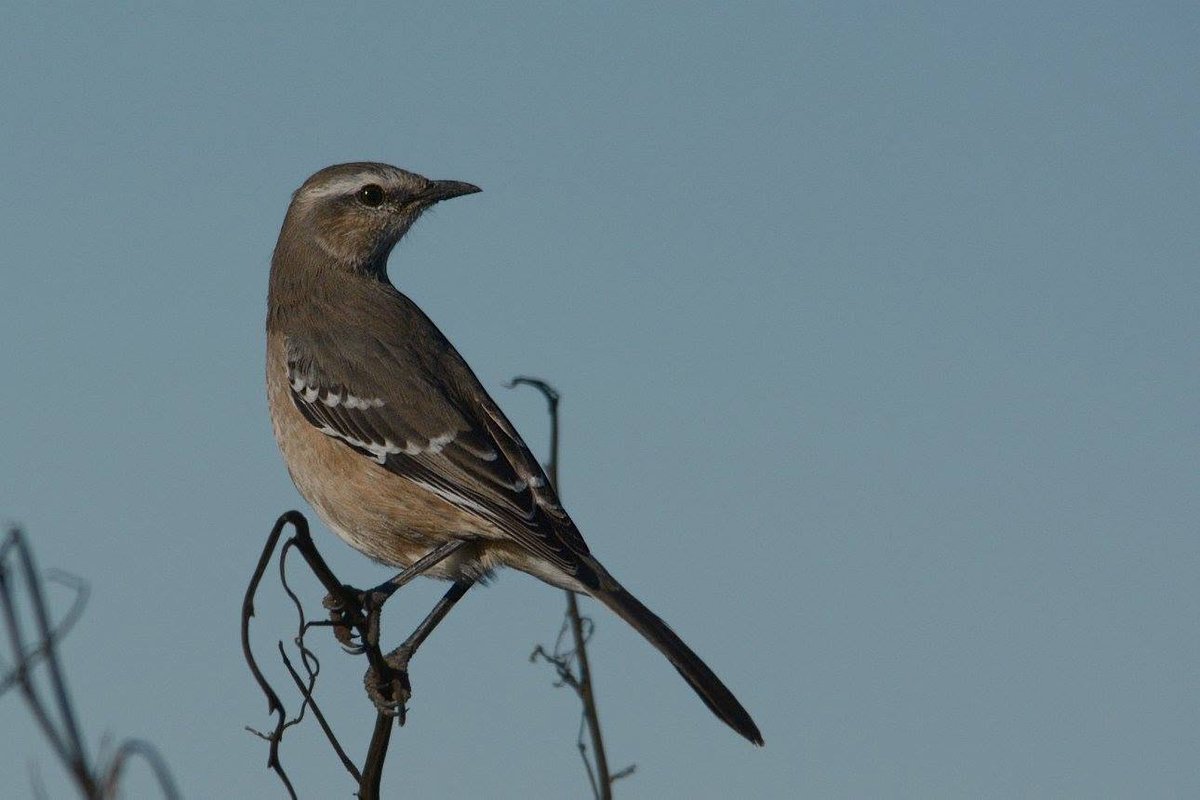 alejandromorici's tweet photo. #Taxojueves de #Mimidae
Calandria patagónica https://t.co/UOQv1MBFbM