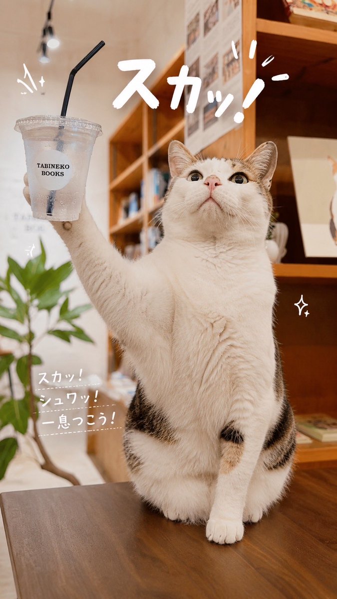 TabinekoBooks's tweet photo. 【7月営業カレンダー】

沖縄はいよいよ
本格的な夏がやってきました☀️

暑い日が続く季節だからこそ
涼しい店内でゆっくり本を選ぶ時間はいかがでしょうか

暑い夏にぴったりな
期間限定の「梅ソーダ」も販売中です🍹

旅のおともになる本や
暮らしに寄り添う本を揃えて
皆さまをお待ちしています！ https://t.co/Hu0oXUQPNE