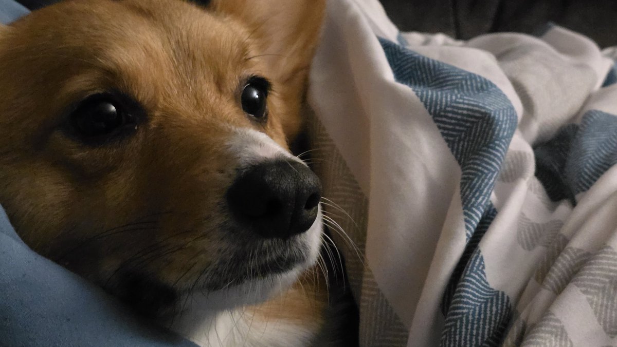 chibifayth's tweet photo. @NiccoSilverado I understand the stoic corgi. Your's is a handsome loaf!! https://t.co/rWom3qc4Wj