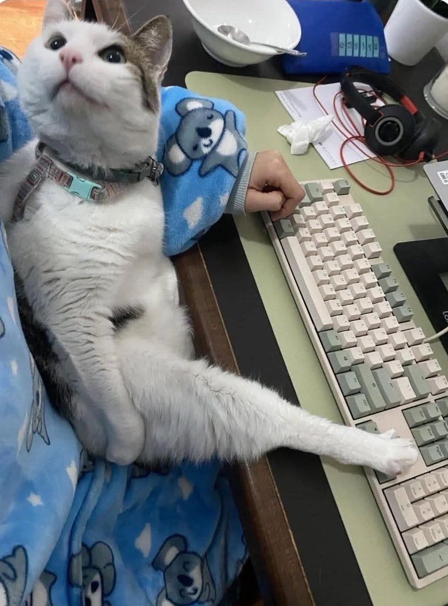 gatinarios's tweet photo. meu colega de trabalho favorito https://t.co/XchnXHLHBv