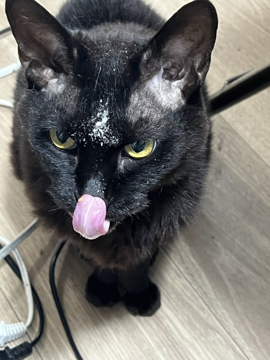 epuron_no_kae's tweet photo. ついてるついてる

#猫のいるくらし 
#猫好きさんと繋がりたい https://t.co/fO8UJo4jCB