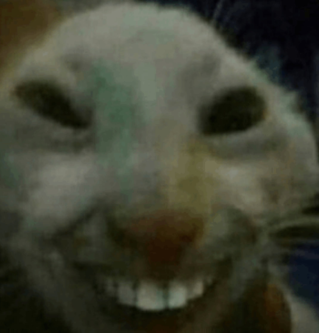 smilingcatp_fun's tweet photo. @Phatiquez @cat_maxxxed All of em ? :) https://t.co/J0u0AUypaU