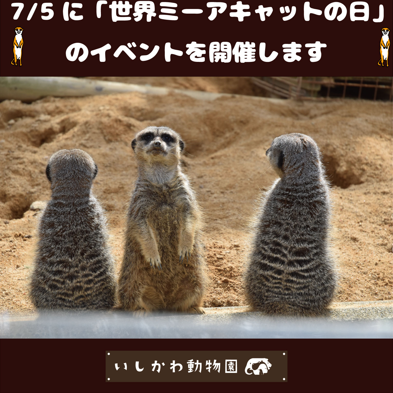 ミーアキャット いしかわ動物園【公式】 on X: 