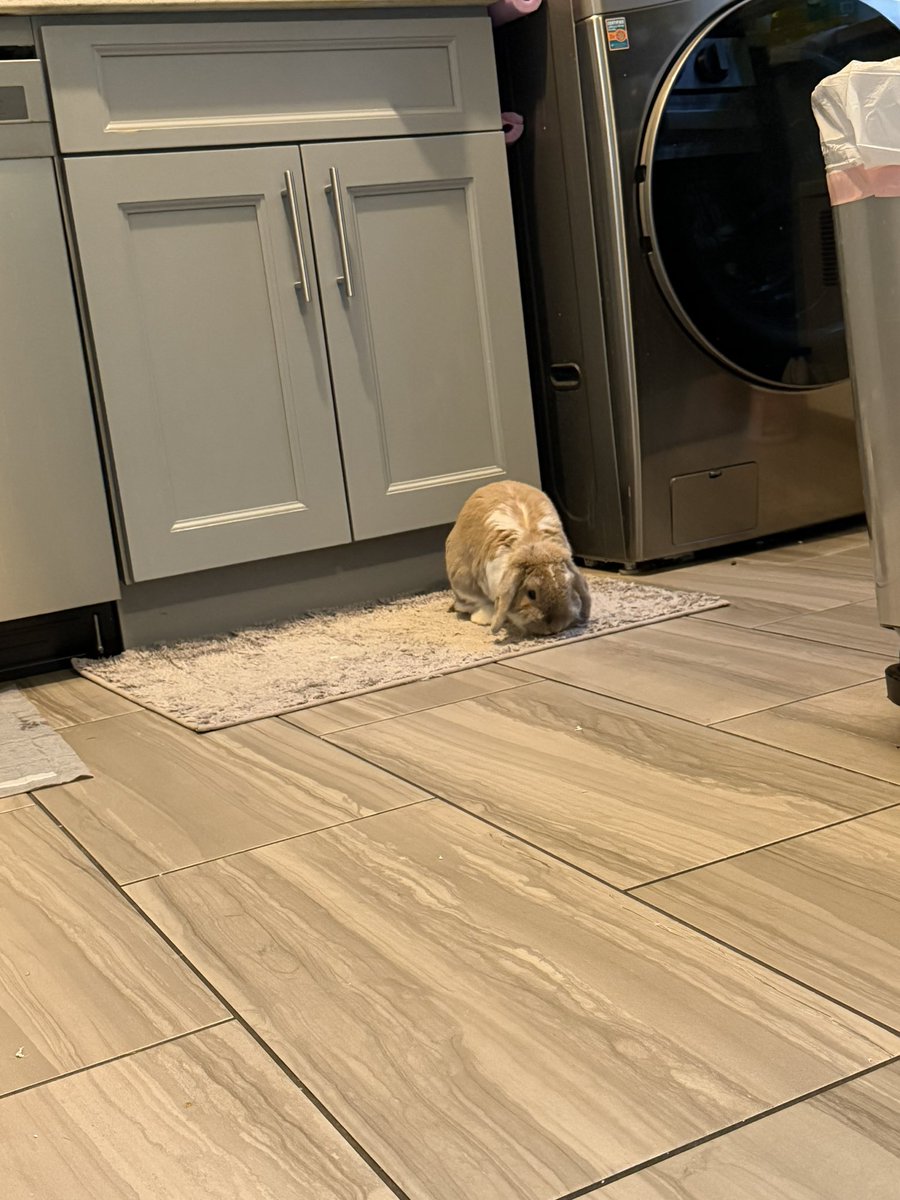 _laurengage's tweet photo. my weekend with the camp bunny (his name is potato) 🥹🐰🥔 https://t.co/41dewL3YcQ