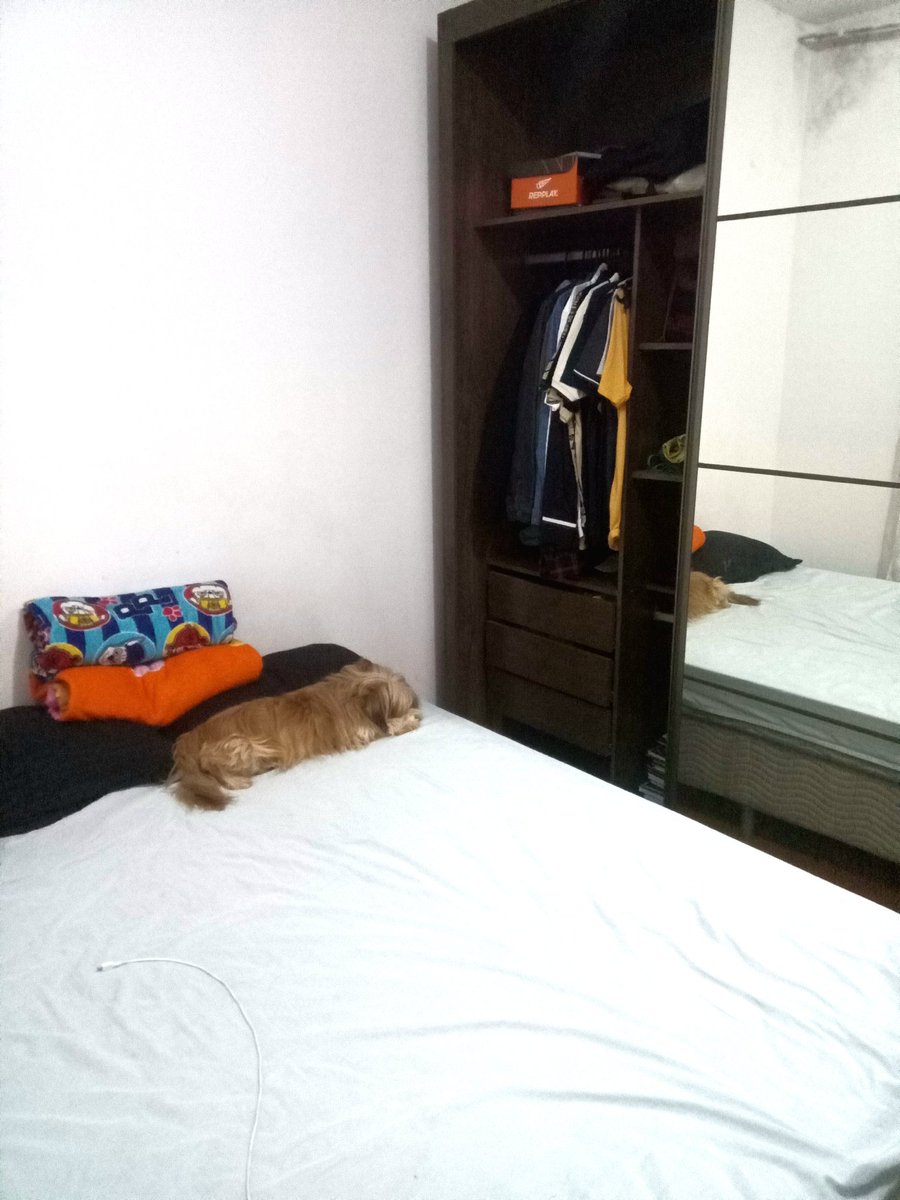 TeiasDoHeroismo's tweet photo. Quarto de um homem de 18 anos e seu cachorro https://t.co/FQXkcpbLIn