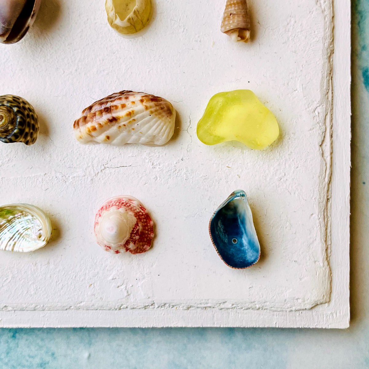 今回はB5サイズの貝殻標本を 作らせていただきました🐚♪