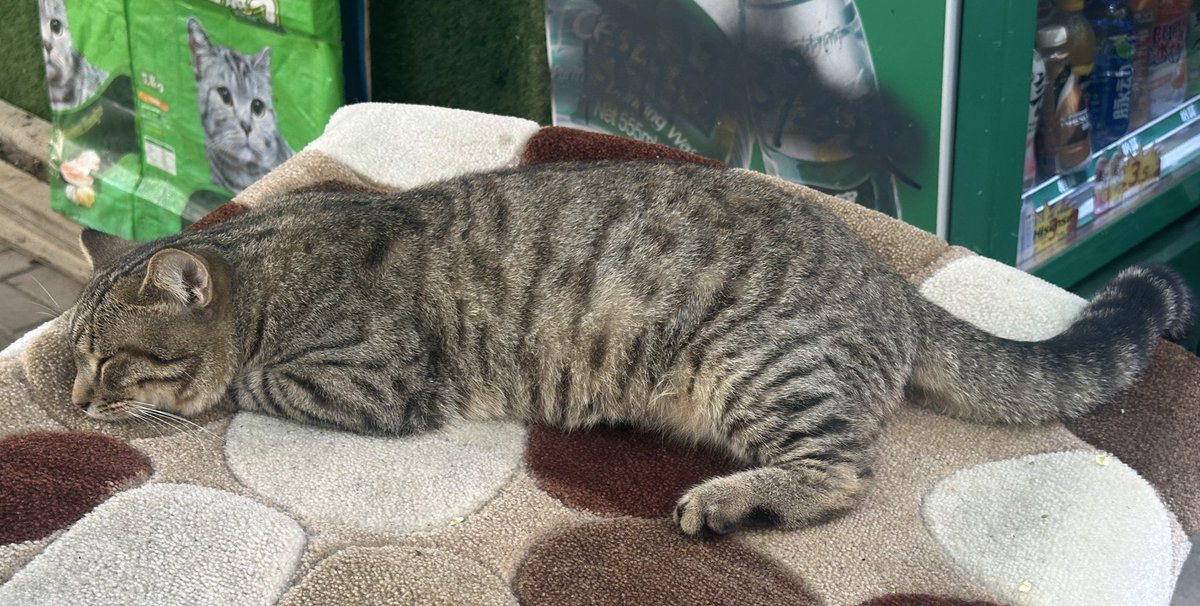 Half__Milk's tweet photo. 猫猫睡懒觉 https://t.co/JbXji7zKsK