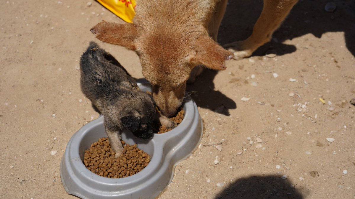 AllHandsHearts's tweet photo. 🇵🇸 In Gaza, our team has delivered more dog and cat food for Sulala in partnership with Hachiko Foundation, the only operating animal rescue. Amid conflict, countless dogs and cats have been left behind — abandoned, injured, and starving. With no other available shelters, these animals have almost no one.