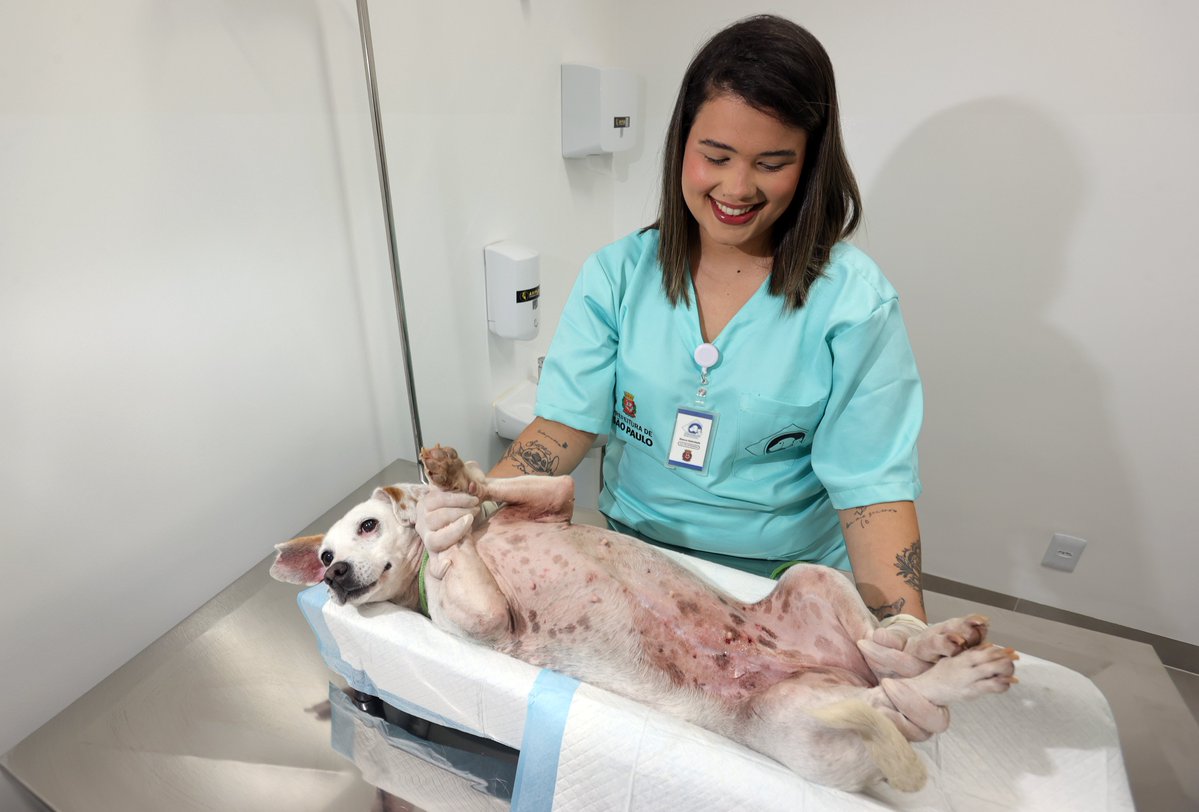 prefsp's tweet photo. Mais cuidado para os nossos melhores amigos! 🐶🐱🐾

A Zona Leste acaba de ganhar um grande reforço: o Hospital Veterinário Municipal Cão Caramelo, em São Miguel Paulista. Agora, São Paulo passa a contar com cinco hospitais veterinários públicos, oferecendo atendimento gratuito e de qualidade para cães e gatos.

A nova unidade conta com consultas, exames, cirurgias, internação, atendimento de urgência e emergência, além de diversas especialidades, ajudando milhares de famílias cadastradas no CadÚnico a cuidar da saúde de seus pets sem abrir mão de um atendimento digno e completo.

Porque quem cuida dos nossos companheiros de quatro patas também cuida das famílias. Cuidar dos animais é também cuidar das pessoas. 🐾

Saiba mais: https://t.co/OlfclebvjW