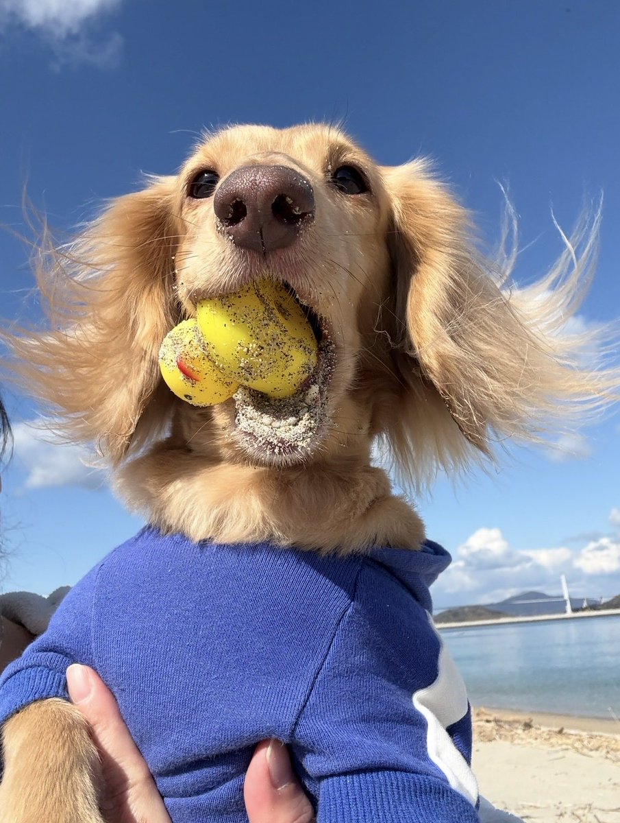 kuu_raira1717's tweet photo. 全力で幸せそうな顔してる。
こんな生き方…

犬に教わりたい。 https://t.co/tQEbQc9MMH