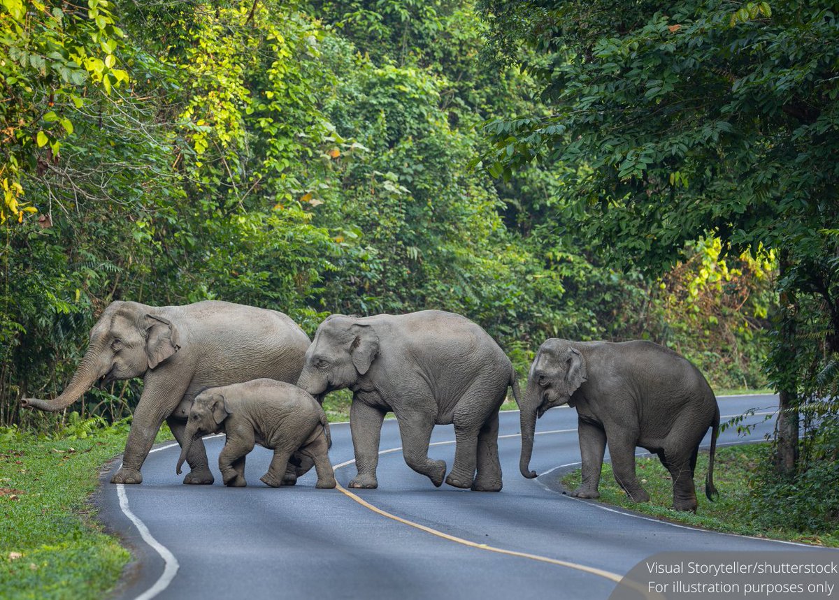 NewsBFM's tweet photo. The RM66 million wildlife crossing project along Jalan Kahang–Mersing is expected to be completed by February 2028 to reduce wildlife collisions and improve road safety.

The 1.2-kilometre crossing will feature an 8 m-high, 200 m-long flyover, allowing animals to pass safely underneath.

🧵1