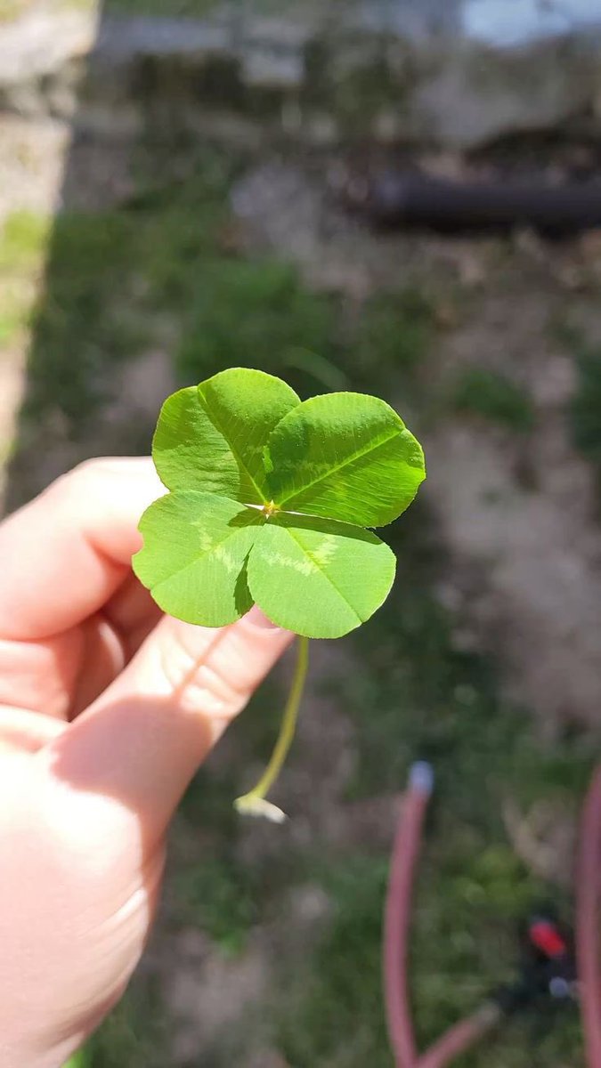 norimi1102's tweet photo. 🍀☘️🍀☘️🍀☘️🍀☘️🍀☘️💚💚💚緑色のｸﾛｰﾊﾞｰ💚💚💚🍀☘️🍀☘️🍀☘️🍀☘️🍀☘️ෆ❛ั◡❛ัෆ✩⃛*⁎ https://t.co/HlgJi8Sp7q