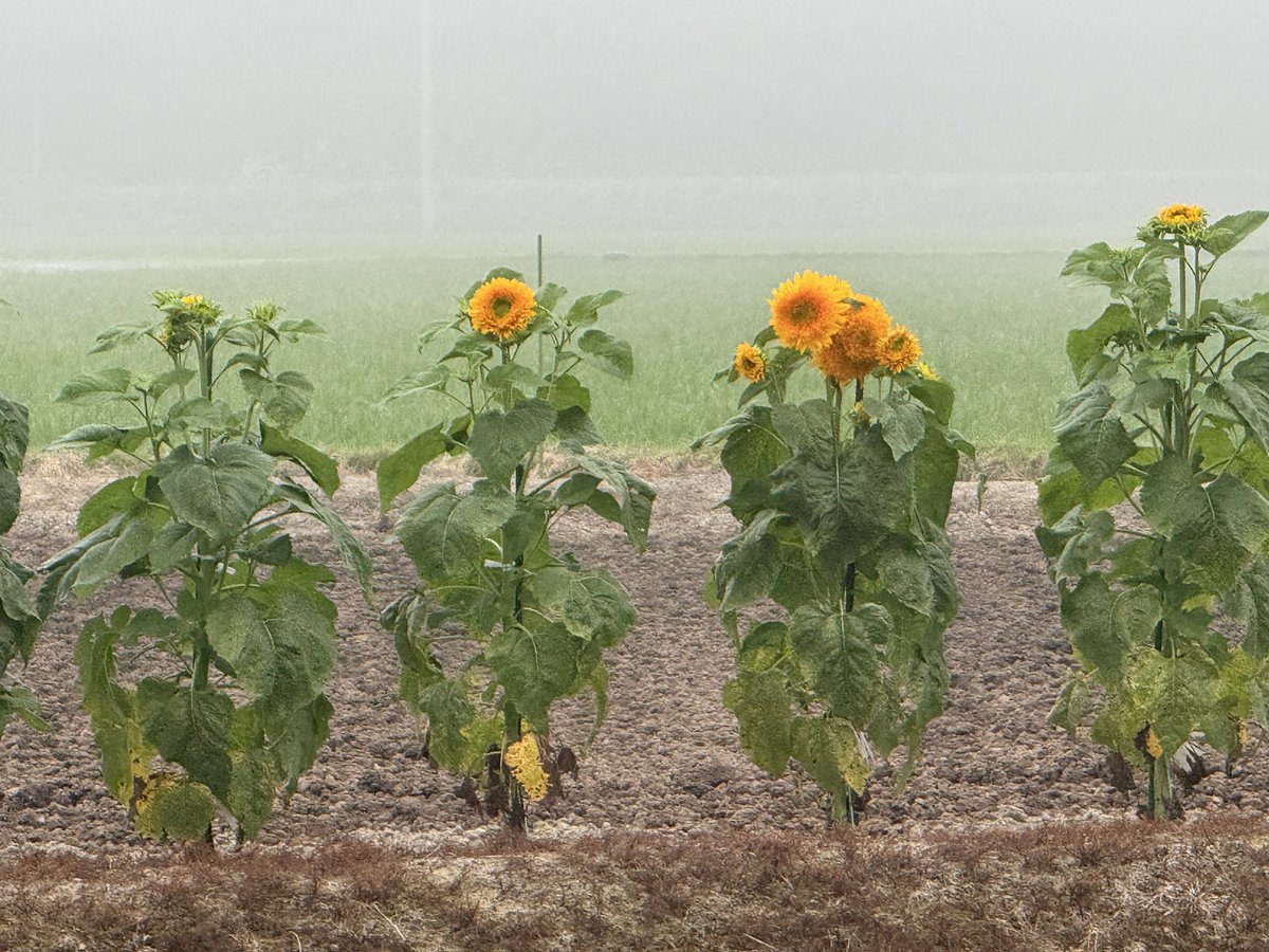 aragas38's tweet photo. おはようございます！相馬市の定点撮影ですよ(^^ゞ昨日からの雨がそろそろ上がりそうです！アガパンサスも水滴でお化粧しています（笑）さてとワールドカップ見たいけど行って来ます（笑）#空ネット https://t.co/Dxjh9Fwq88