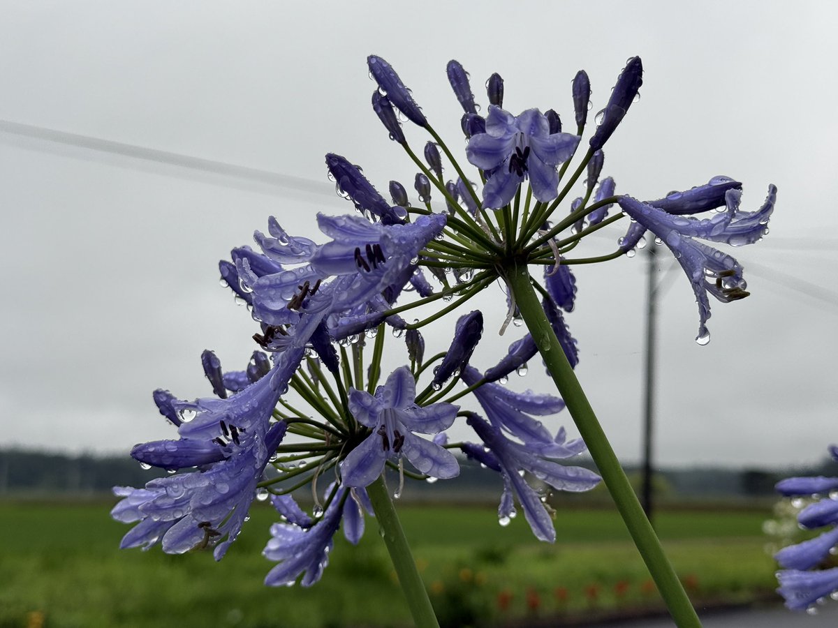 aragas38's tweet photo. おはようございます！相馬市の定点撮影ですよ(^^ゞ昨日からの雨がそろそろ上がりそうです！アガパンサスも水滴でお化粧しています（笑）さてとワールドカップ見たいけど行って来ます（笑）#空ネット https://t.co/Dxjh9Fwq88