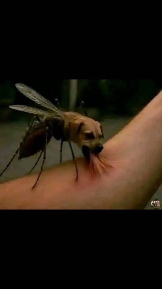 chic_louisa's tweet photo. Makurdi mosquito 🦟 https://t.co/FiFo2f8ue2