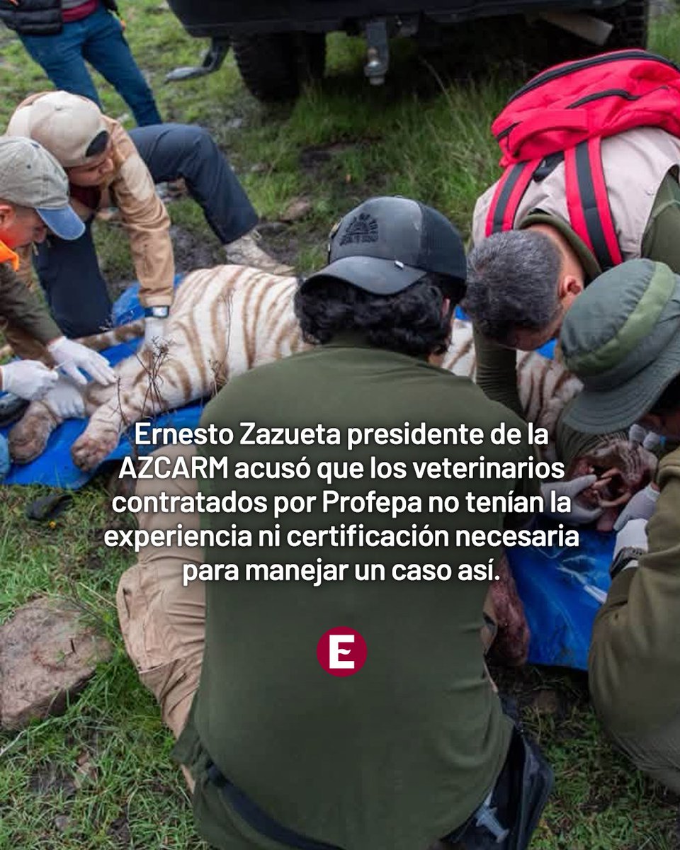 Excelsior's tweet photo. 🐯 ¿Qué pasó con Kenzo? La AZCARM (Asociación de Zoológicos, Criaderos y Acuarios de México), aseguro que hubo irregularidades durante el operativo en el que murió el tigre de Bengala.
Desliza y conoce la información. 👉

📸Fotos: Protección Civil Edomex.

#ExcélsiorDigital #Kenzo #México