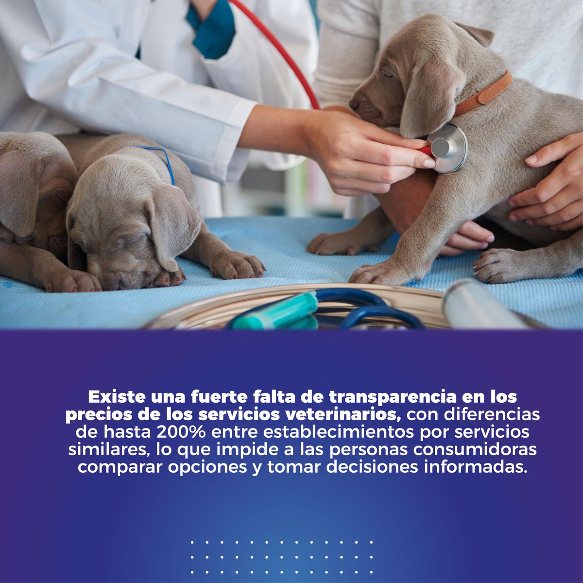 Mig_Guevara's tweet photo. Tener una mascota es hermoso, pero su salud no debería de ser un privilegio.  Propuse el Sistema Nacional de Información de Precios de Servicios Veterinarios para garantizar cuentas claras, evitar abusos y proteger la economía familiar. https://t.co/iKzUZxFoW0