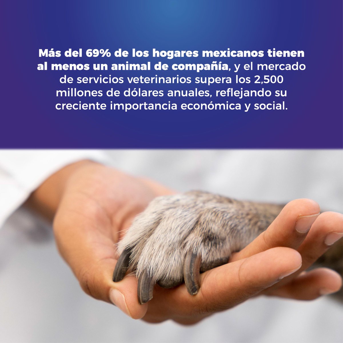Mig_Guevara's tweet photo. Tener una mascota es hermoso, pero su salud no debería de ser un privilegio.  Propuse el Sistema Nacional de Información de Precios de Servicios Veterinarios para garantizar cuentas claras, evitar abusos y proteger la economía familiar. https://t.co/iKzUZxFoW0