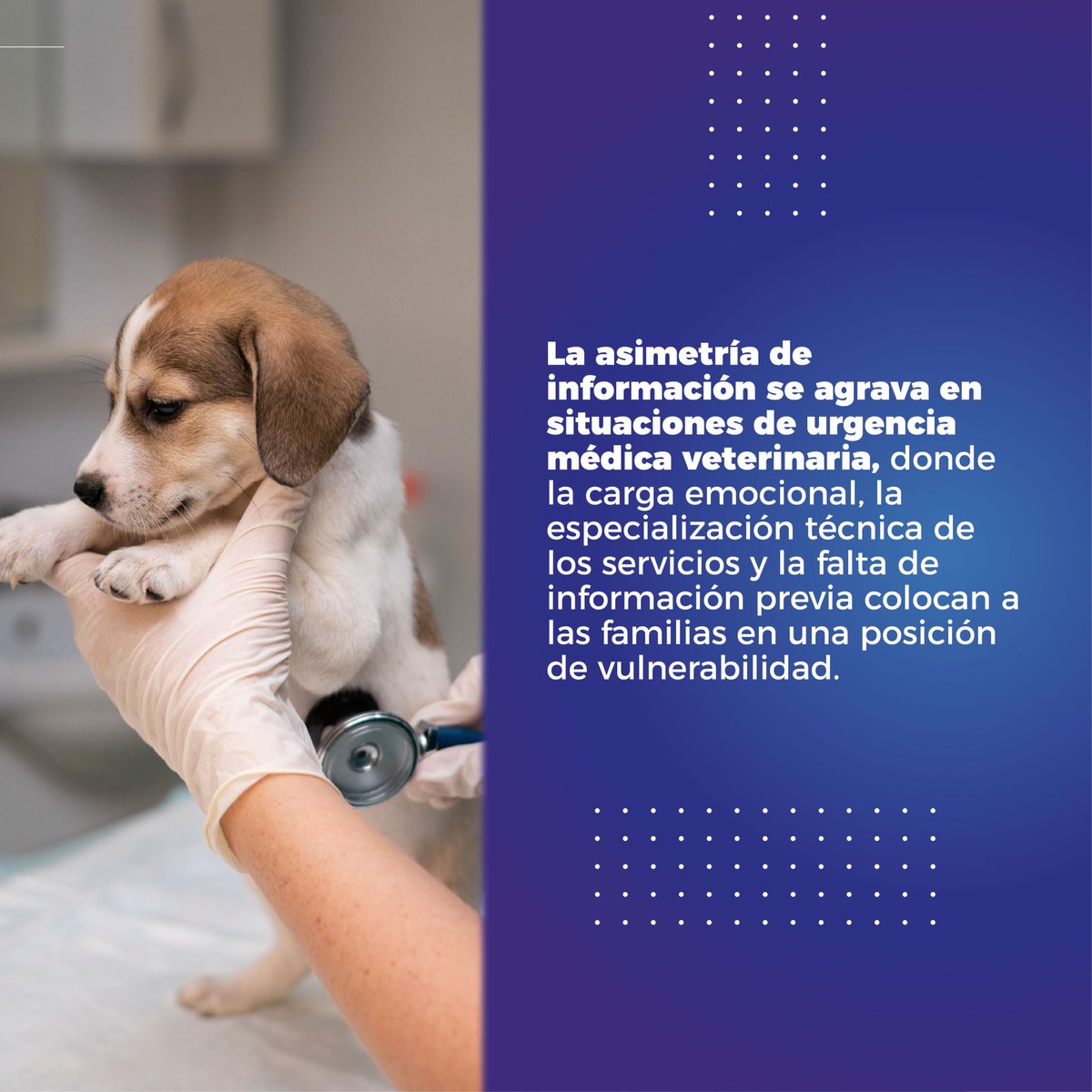 Mig_Guevara's tweet photo. Tener una mascota es hermoso, pero su salud no debería de ser un privilegio.  Propuse el Sistema Nacional de Información de Precios de Servicios Veterinarios para garantizar cuentas claras, evitar abusos y proteger la economía familiar. https://t.co/iKzUZxFoW0