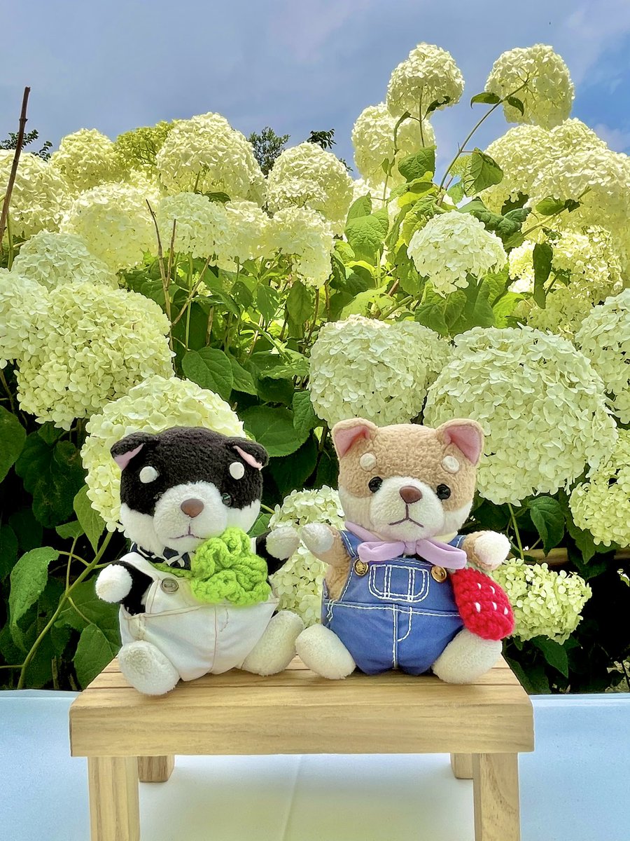 あじさいさんと集合写真 #ぬい撮り #紫陽花