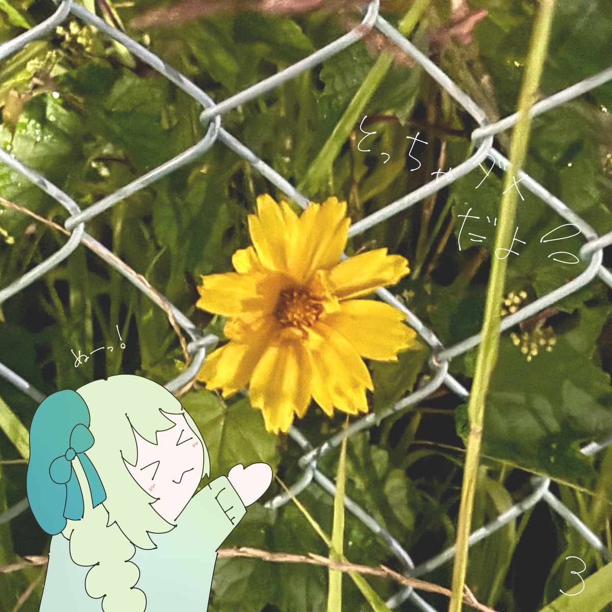 N_42uu's tweet photo. お散歩中に撮った写真だよ～🌱
みになずが自由すぎて大変だったよ😤 https://t.co/iquuX1kJok