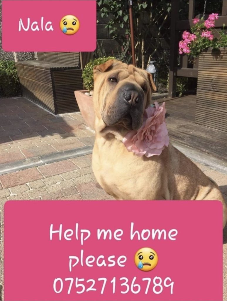 karen73984451's tweet photo. #forgottensoulshour
Missing from #Strathclyde Park #Motherwell from March 2019;((((( and she hasn’t been seen since 
@helpfindnala1 https://t.co/gnrK1cd0uL