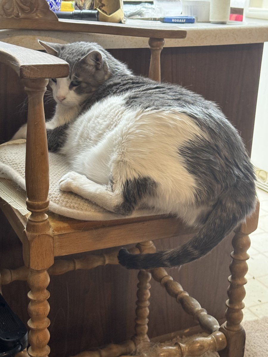 Jazziette's tweet photo. ❤️ Rocky got a bath so he’s all ready for the holiday weekend. Happy birthday America! 🇺🇸 🇺🇸🇺🇸🇺🇸❤️❤️❤️ love and blessings to all. 🙏🙏🙏🙏🐱🐱🐱🐱❤️❤️❤️😀 https://t.co/46T7mpHpAI