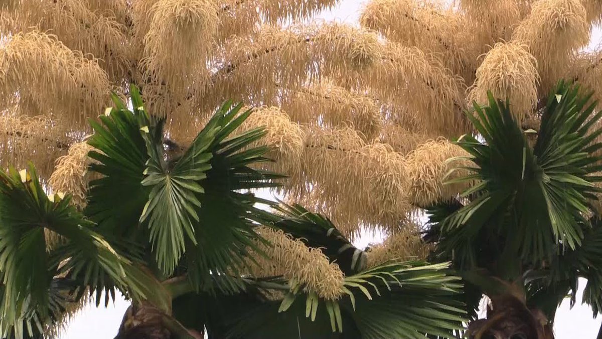 DaAcervo's tweet photo. REMÉDIO PARA CATAPORA, ESPINHAS E ESTRIAS

Aqui está um remédio simples e altamente eficaz para catapora, espinhas e estrias.

▪️INGREDIENTES:

- Flores de palmeira (veja a foto)

- Manteiga de karité

▪️PREPARO:

Queime as flores de palmeira até que se transformem em um pó fino e, em seguida, misture o pó com a manteiga de karité. Guarde a pomada resultante em um recipiente hermético.

▪️MODO DE USAR:

Aplique em todo o corpo pela manhã e à noite até obter resultados satisfatórios.

Nota: Os primeiros sinais de melhora, especialmente em relação às espinhas, serão visíveis em até 3 dias.