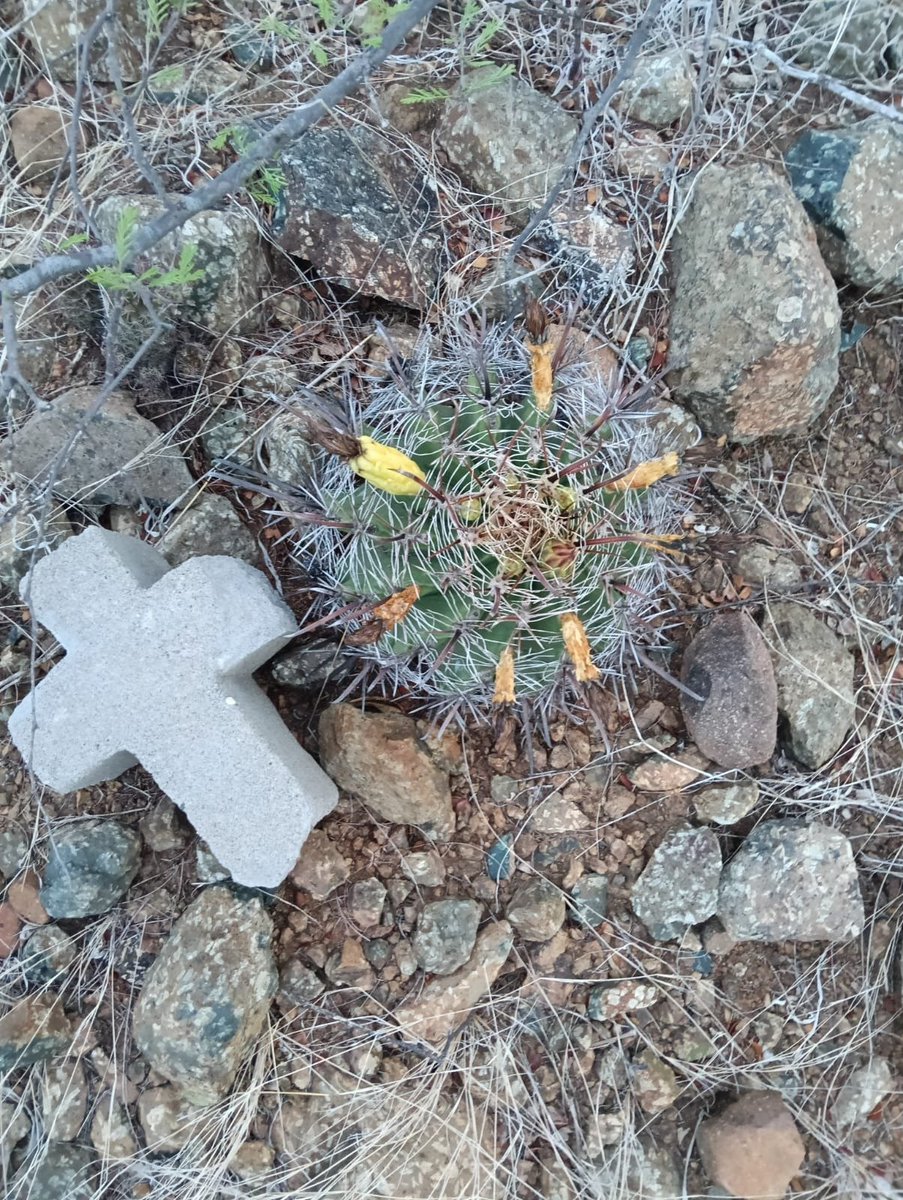 noticieristas's tweet photo. #Ahome ⛰️ 🌳 Ambientalistas hicieron un llamado de atención a las autoridades municipales y federales, para que intervengan ante el daño ecológico recurrente que está sufriendo el emblemático Cerro de La Memoria de Los Mochis por parte de los mismos ciudadanos.
Detalles 👉🏼🔗 https://t.co/o04MlIAtz8