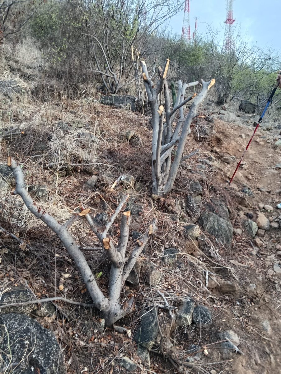 noticieristas's tweet photo. #Ahome ⛰️ 🌳 Ambientalistas hicieron un llamado de atención a las autoridades municipales y federales, para que intervengan ante el daño ecológico recurrente que está sufriendo el emblemático Cerro de La Memoria de Los Mochis por parte de los mismos ciudadanos.
Detalles 👉🏼🔗 https://t.co/o04MlIAtz8