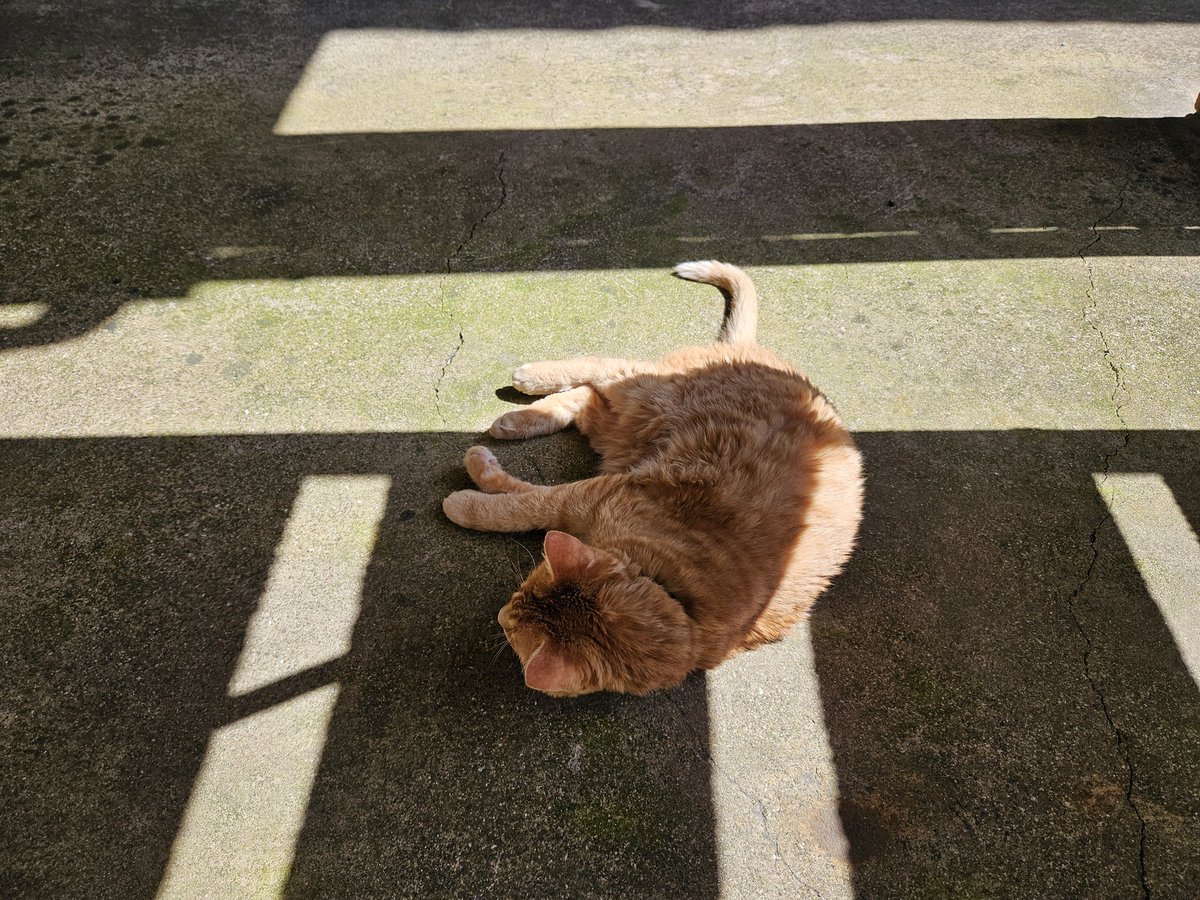 mtheythem's tweet photo. #cattwitter y'all saved my idiot son's life when he did this a couple years back. please, spread this, help save Laro, it isn't his guardians fault someone exposed him to lilies!
for visibility i am attaching photos of said idiot son going roly poly, taken just the other day! https://t.co/tCmKFwpA02