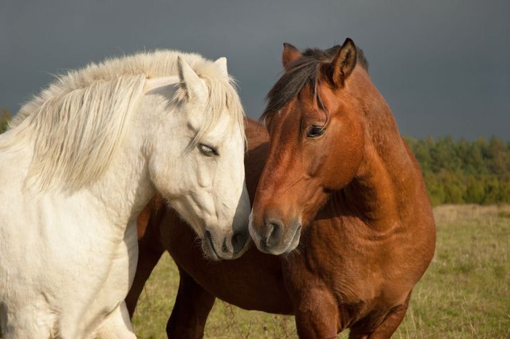 Bekashorses's tweet photo. Bek and Eloise as horses! https://t.co/hVTAuCFCsu
