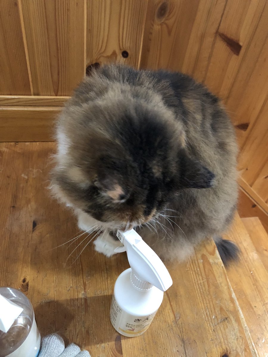 m_igeta's tweet photo. 7月3日
今朝の猫ズ https://t.co/UV33SKFMOx