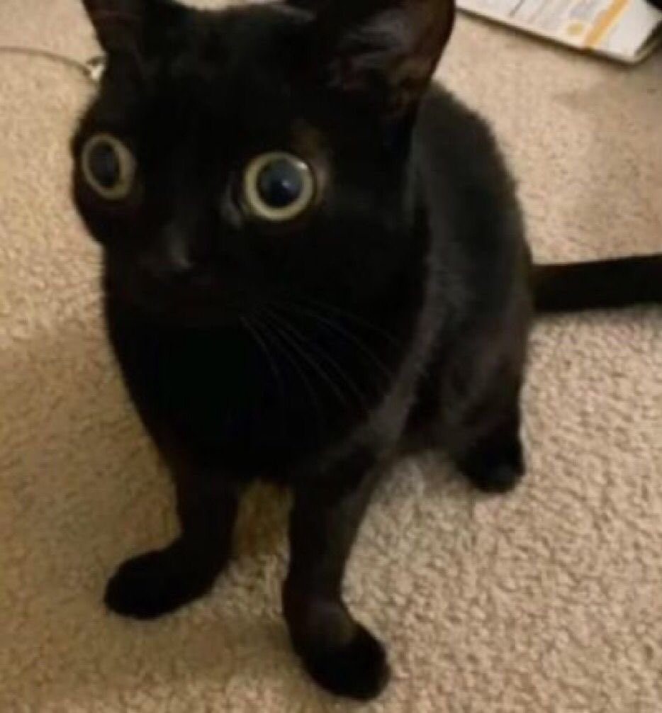 dailykittymand's tweet photo. https://t.co/GpXplUJPAc