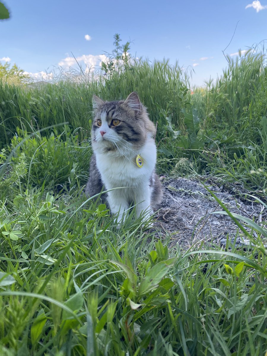 aysglcvk_'s tweet photo. Burnumda tüttü miniğim. 😿🤍 https://t.co/JTvSrS8TTX
