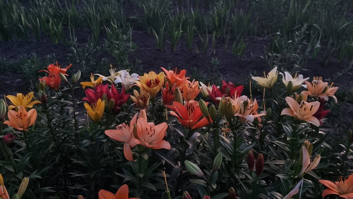 juicerry's tweet photo. high on friendships and flowers und so https://t.co/sUPj026Yb4
