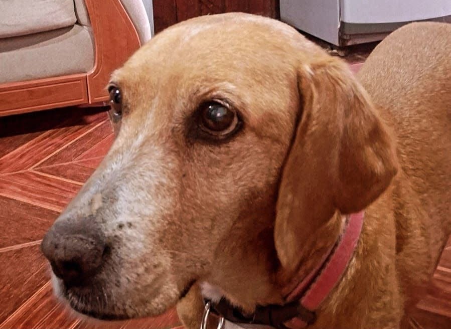 eltuitdemarsh's tweet photo. Buscan a Simona, perdida en las cercanías de Pasaje Emisario con Mailef en Estación Central. Si alguien la ve, por favor retener y comunicarse al +56998970243. Favor RT!
#EstaciónCentral https://t.co/JDpRJDBzVv
