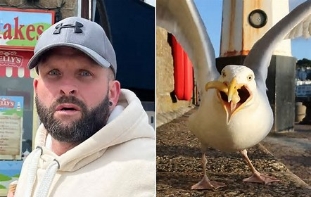 Legion3three3's tweet photo. Apparently, the man who punched a seagull to death for taking his sandwich was ID'd, but never caught or charged

And it wasn't even the one that took his sandwich

Meanwhile, a man who decapitated one for taking some fries, was given a felony - 8 months jail &amp; 5 years probation https://t.co/Po4Oozlqpg