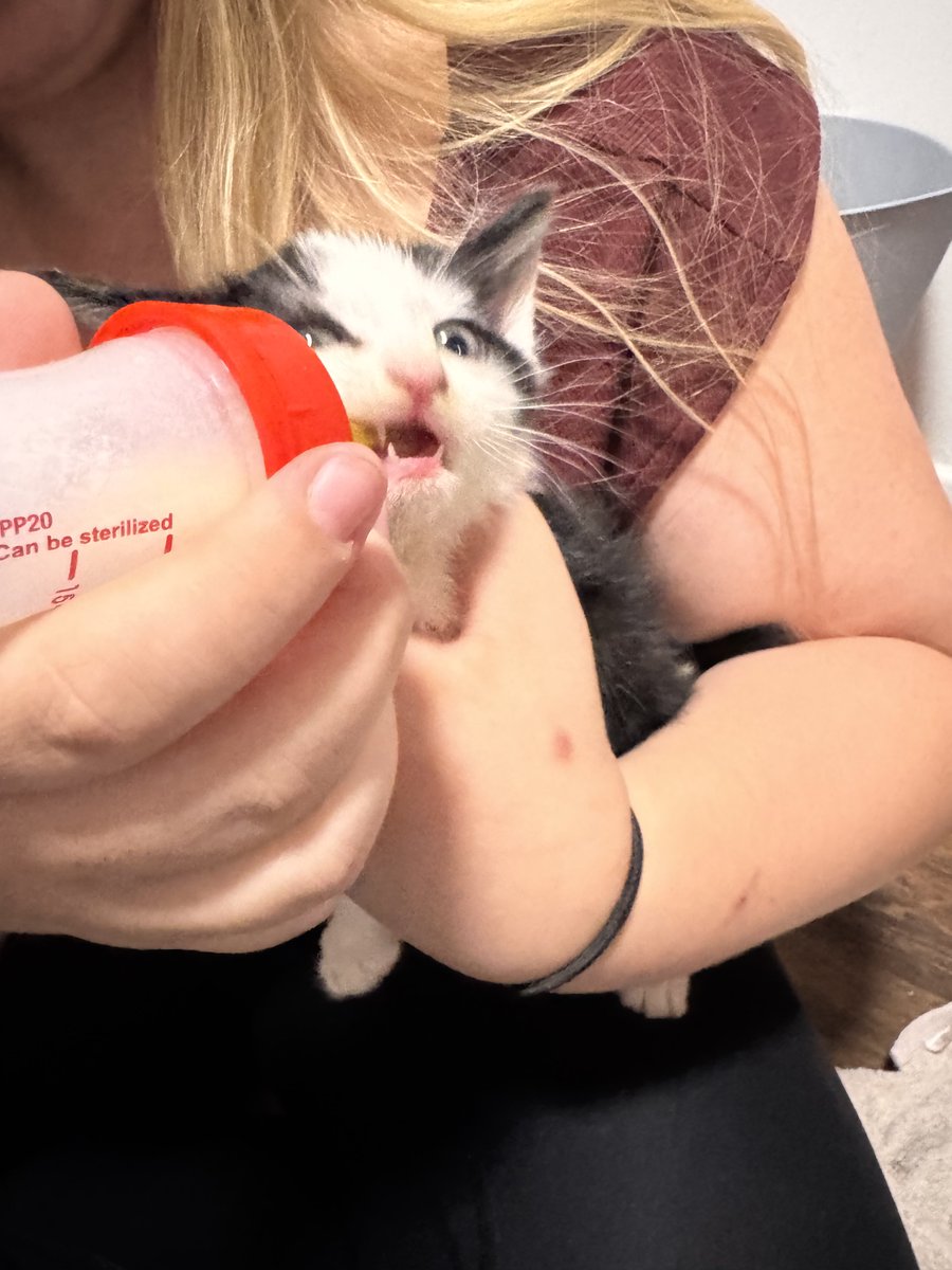 MelanieLampro's tweet photo. Thursday night rescue cat reality. This is just the tip of the flea iceberg from tonight. Now someone’s having a well-earned snack! Pics @EmilyJadeCobb2 📷 #KittenPartnersInCrime #CatsOfX https://t.co/6ESGE699hV