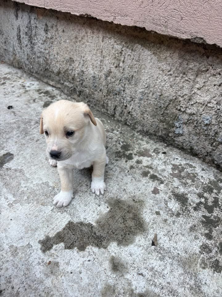 endzi029's tweet photo. ‼️Podgorica‼️

Ne pitajte me kako ali imam 6 malih anđela kojima tražimo dom. Dva momka i četiri đevojke, stari su mjesec dana. 

Pls RT da im nađemo porodice 🥹🐕🩷 https://t.co/jNDywEB6pE