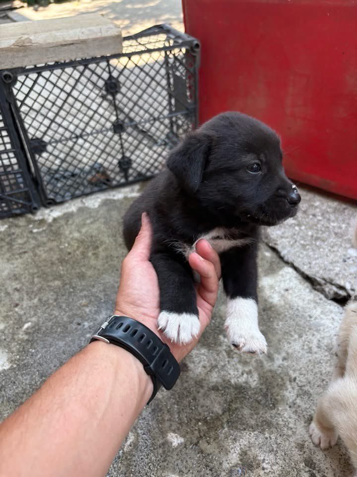 endzi029's tweet photo. ‼️Podgorica‼️

Ne pitajte me kako ali imam 6 malih anđela kojima tražimo dom. Dva momka i četiri đevojke, stari su mjesec dana. 

Pls RT da im nađemo porodice 🥹🐕🩷 https://t.co/jNDywEB6pE