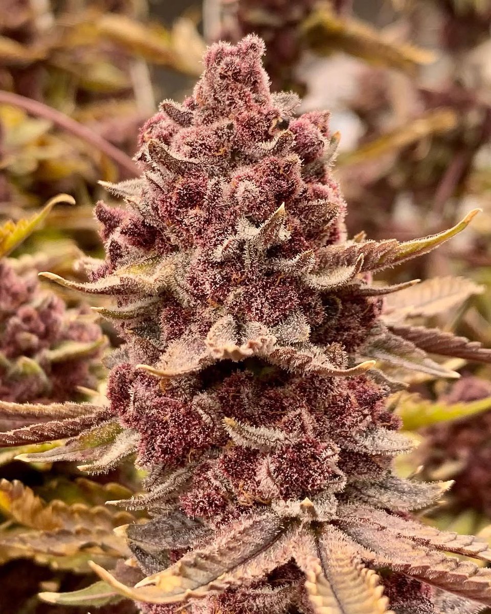 IceCreammilk420's tweet photo. Trop cherry https://t.co/bdIvrdMpgl