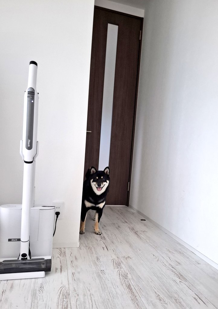 柴犬