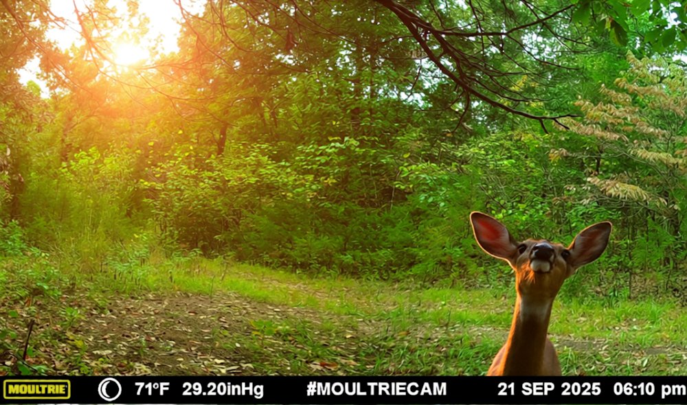 Trail_Cams tweet picture
