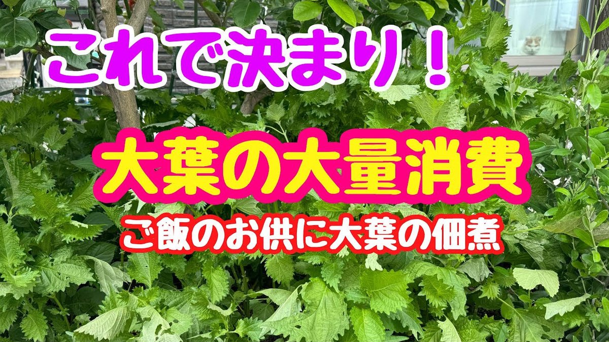 KamaChanACF's tweet photo. 【時短料理】大葉の大量消費にはこれで決まり！(大葉の佃煮)
#大葉  #ご飯のお供  #佃煮 
https://t.co/U06PRPETpW https://t.co/P4PxJbZAde